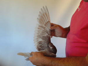 Pigeon image