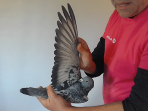 Pigeon image