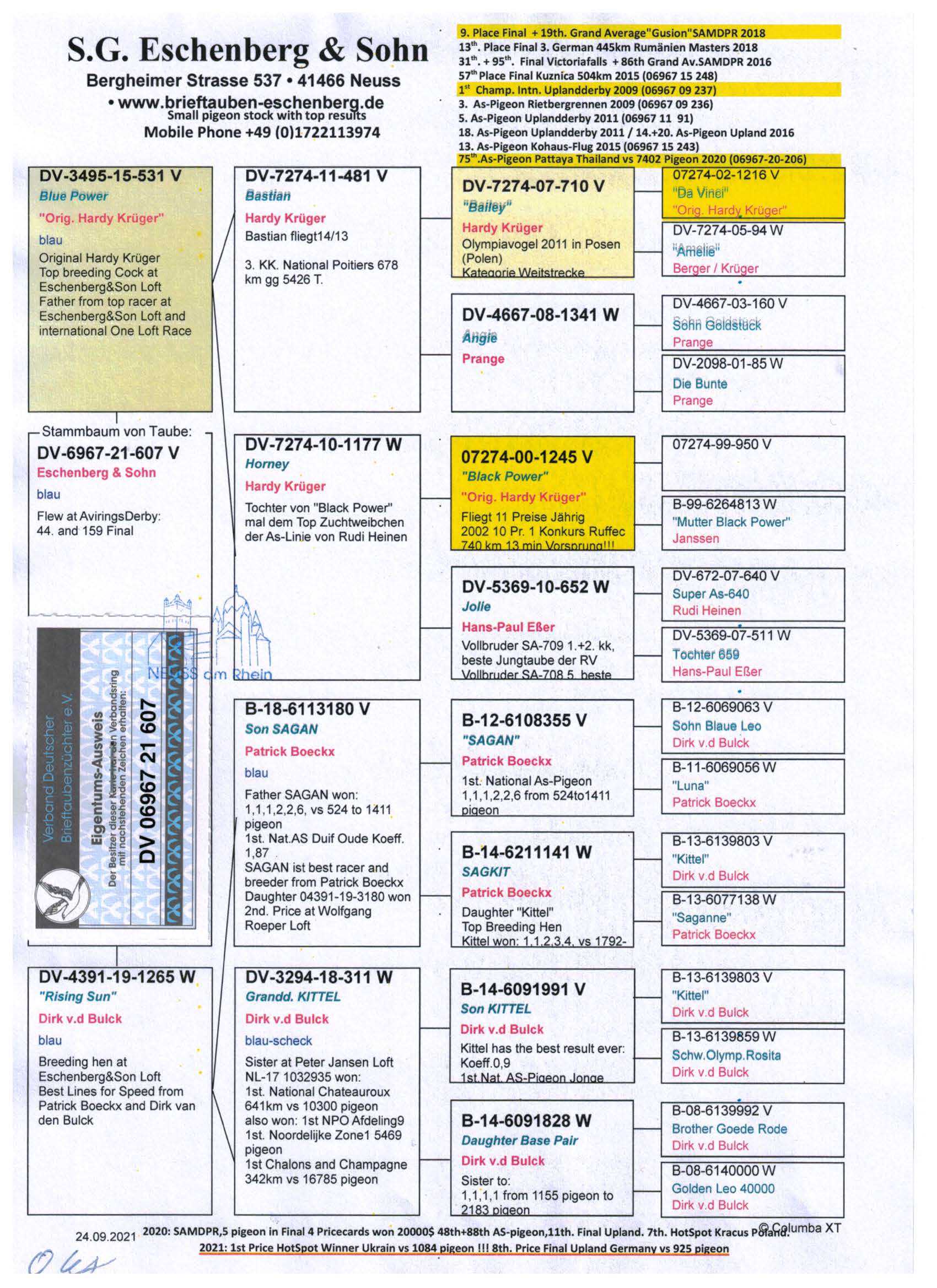 Pigeon pedigree image