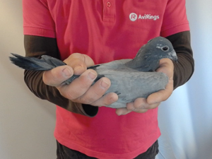 Pigeon image