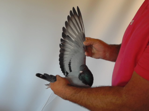 Pigeon image