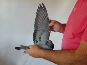 Pigeon image