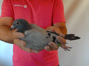 Pigeon image