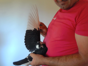 Pigeon image