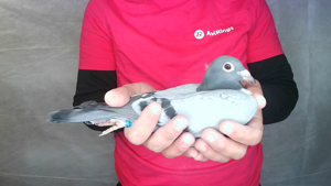 Pigeon image