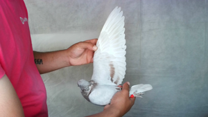 Pigeon image