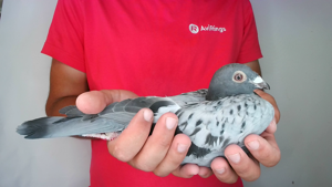 Pigeon image