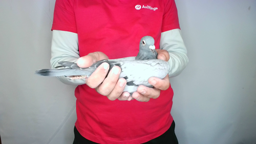 Pigeon image