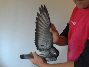 Pigeon image