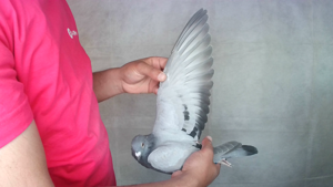 Pigeon image