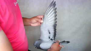 Pigeon image