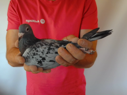 Pigeon image