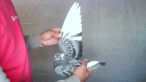 Pigeon image