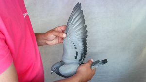 Pigeon image
