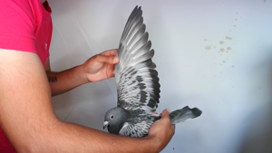 Pigeon image
