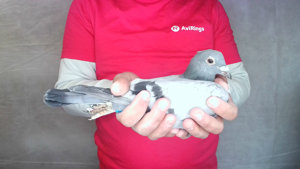 Pigeon image