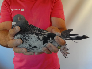 Pigeon image
