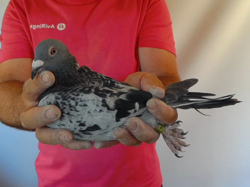 Pigeon image