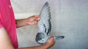 Pigeon image