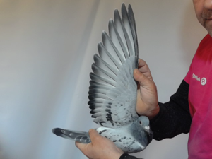 Pigeon image