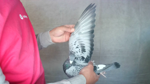 Pigeon image