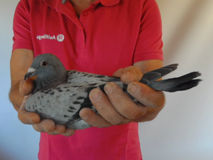 Pigeon image