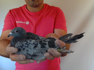Pigeon image