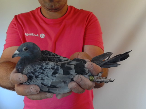 Pigeon image