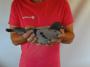 Pigeon image