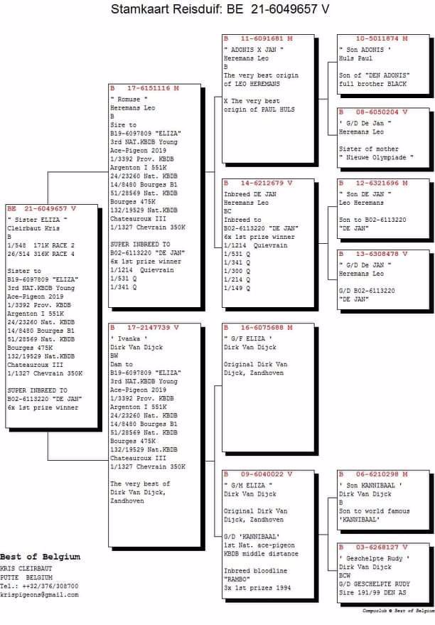 Pigeon pedigree image