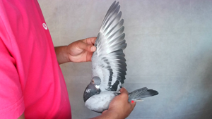 Pigeon image