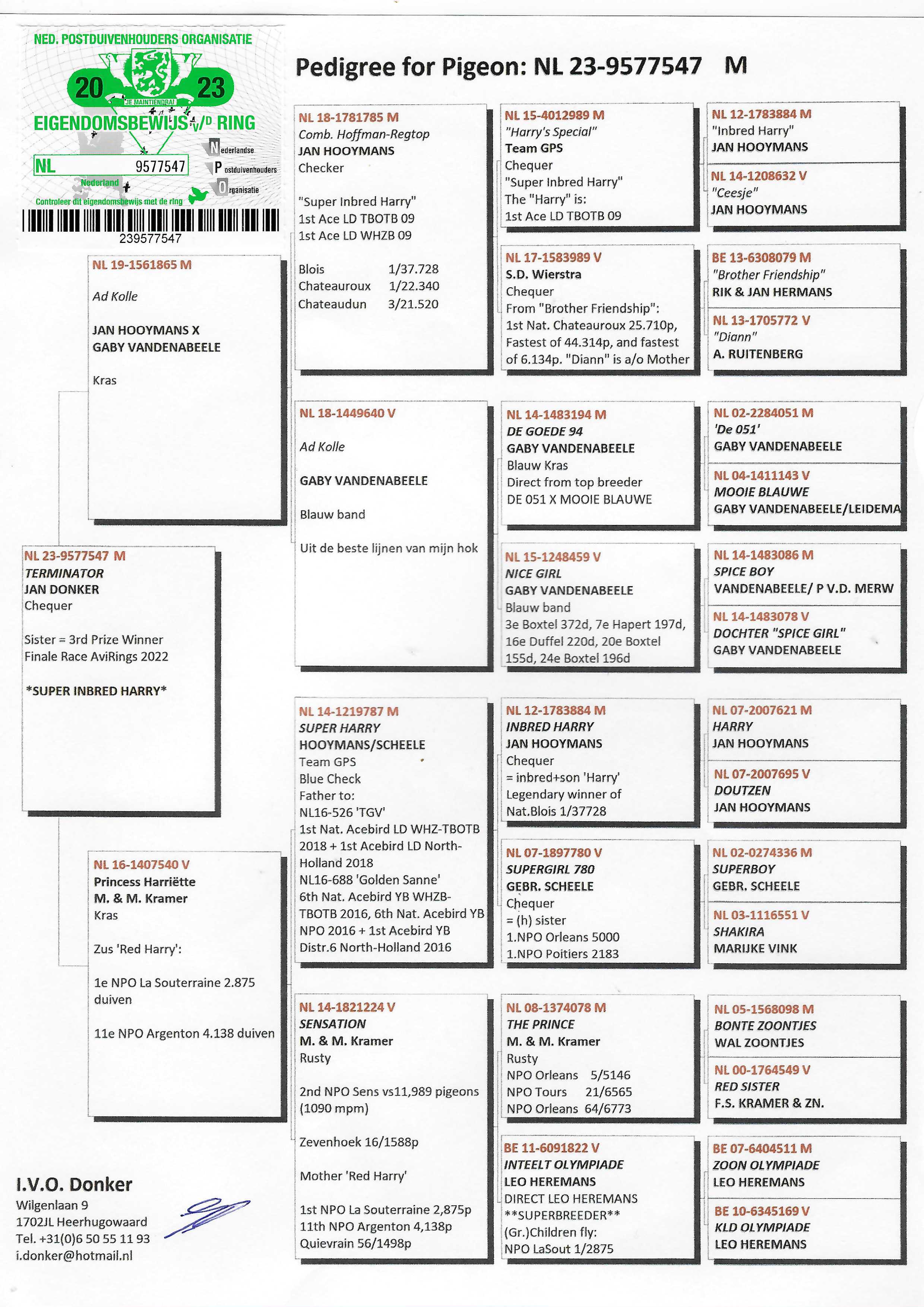Pigeon pedigree image