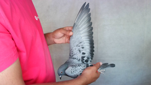 Pigeon image