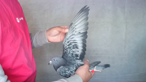 Pigeon image