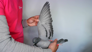Pigeon image