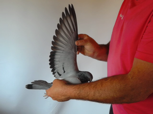 Pigeon image