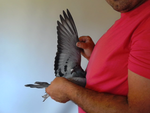 Pigeon image