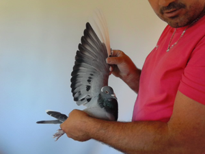 Pigeon image