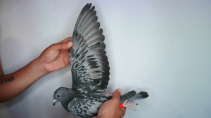 Pigeon image