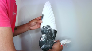 Pigeon image
