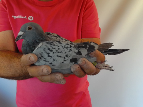 Pigeon image