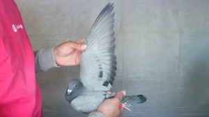 Pigeon image