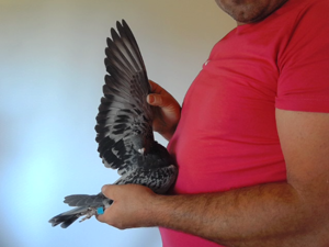 Pigeon image