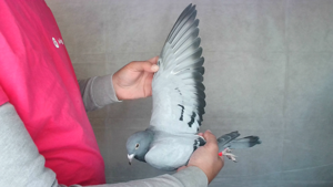 Pigeon image