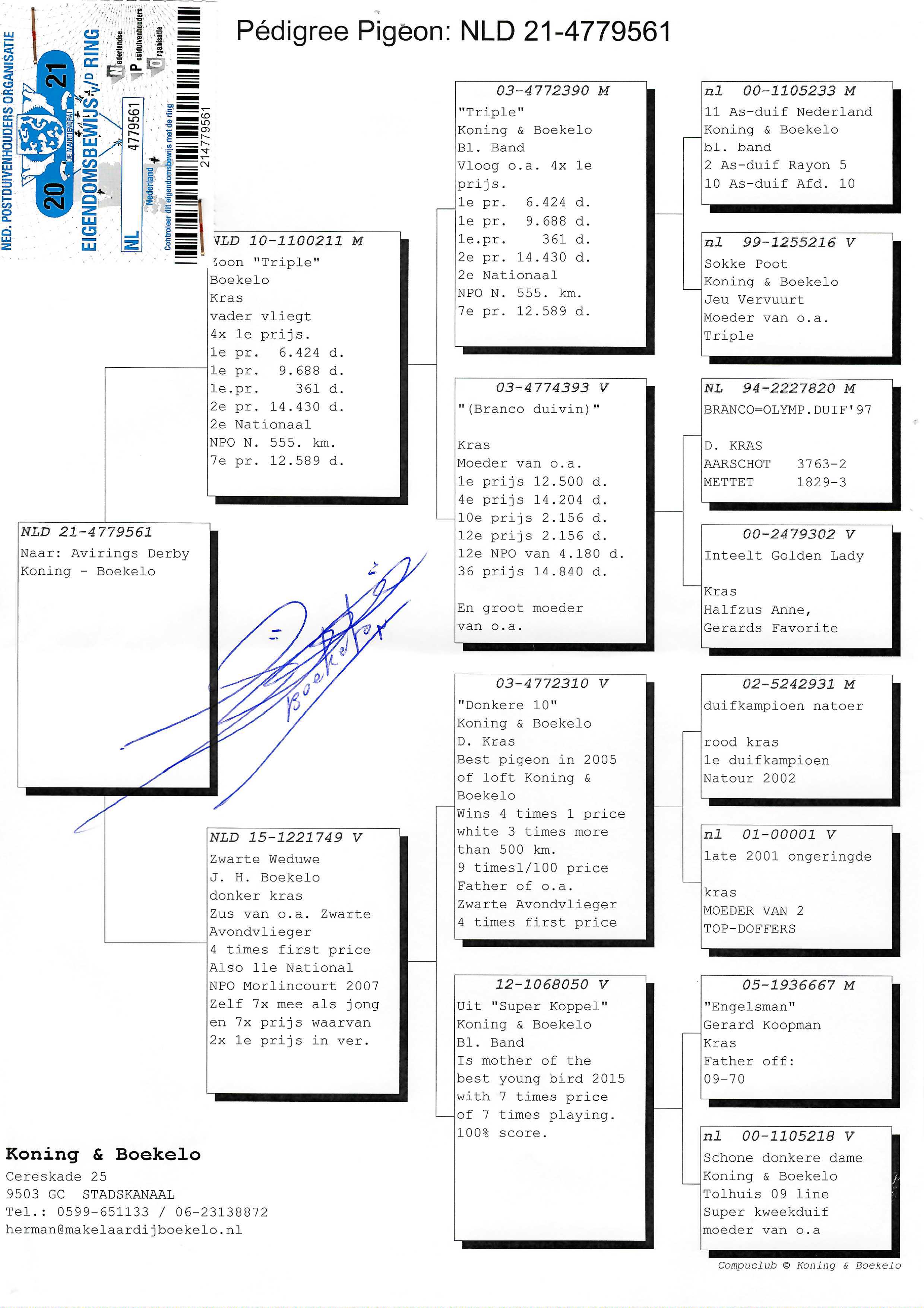 Pigeon pedigree image