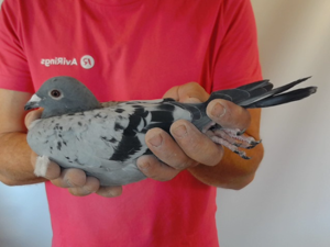 Pigeon image