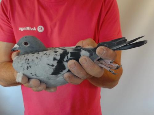 Pigeon image