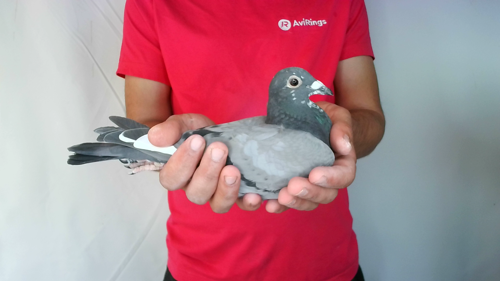 Pigeon image
