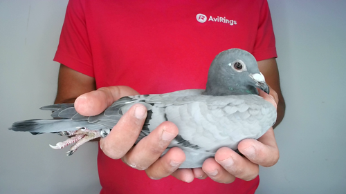 Pigeon image