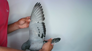 Pigeon image